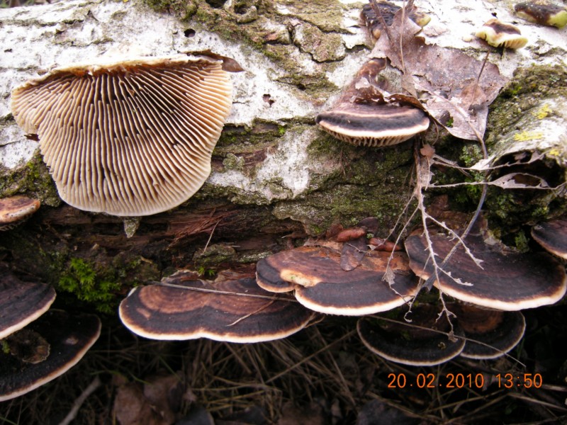 lenzites warnierii (Lenzites warnieri)
